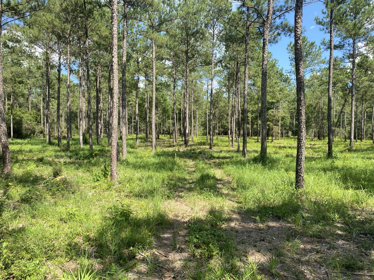 Yellow excavator and crane digging at a rural site.